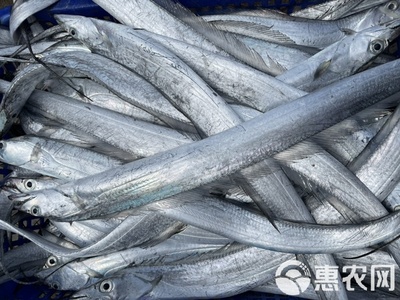 【冰鮮帶魚】A帶 當天靠岸 全國可發 漁船直供凍帶魚帶魚段